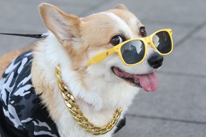 „Karališki kaimiečiai“ griauna mitus savo vikrumu: atskleidė netikėtų faktų apie šunis, nepaliekančius abejingų