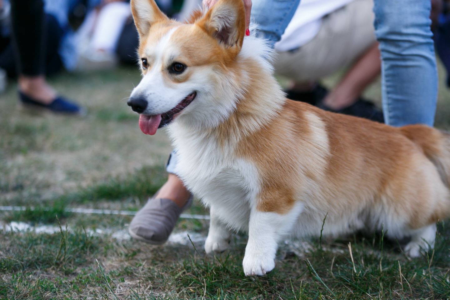 korgiai, korgių lenktynės, korgis, šunys<br>T.Bauro nuotr.