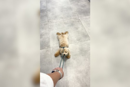 Tinginys – antras šio keturkojo vardas: užfiksavo, kaip atrodė „pasivaikščiojimas“