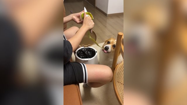 Panašu, kad šiuose namuose maisto likučiai nebūna iššvaistomi: pamatykite, kokią rolę užėmė keturkojis