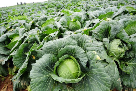 Sodininkai įspėja: jei po šio termino toliau tręšite kopūstus – jie supus