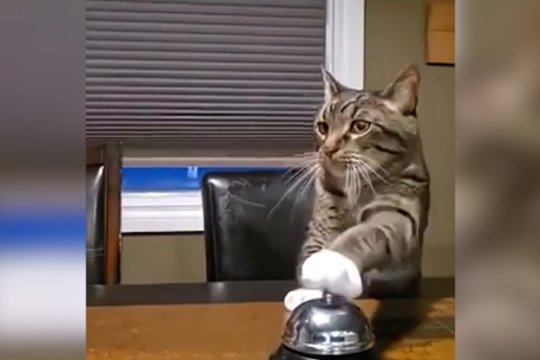 Nuo šiol šis augintinis galės aiškiai įspėti apie alkį: vos tik gavęs varpelį – ėmėsi darbo