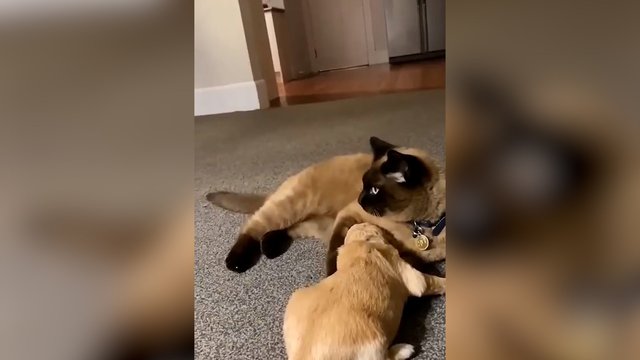 Katino elgesys suminkštino mažylio širdelę: reikėjo vos vieno prisilietimo