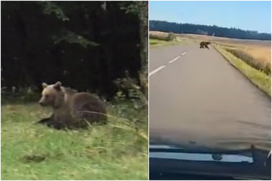 Rokiškio rajone – retas svečias: užfiksuota lakstanti meška