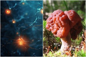 Įspėja, kad lietuvių pamėgtas grybas sukelia baisią ligą: ištinka paralyžius, žmogus miršta per kelerius metus