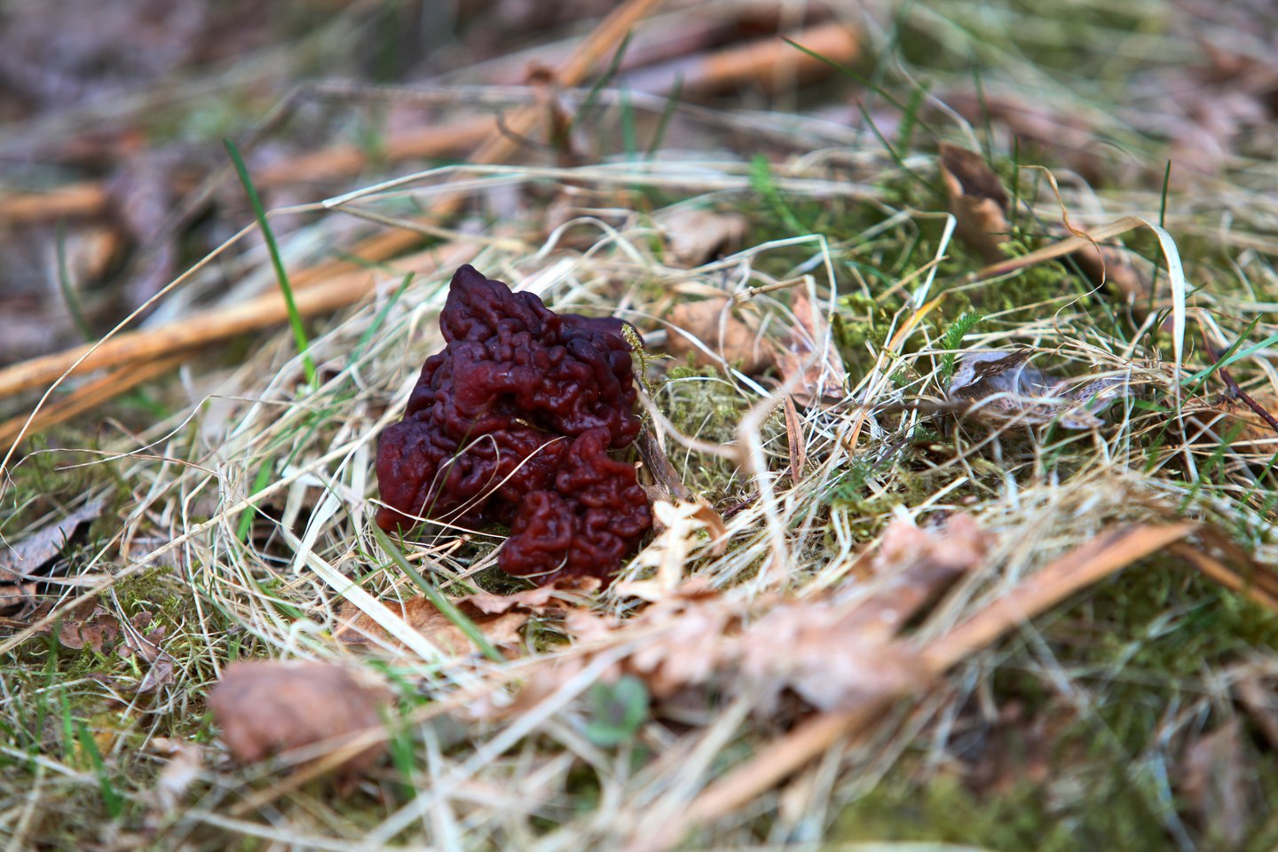 Bobausis<br>V.Balkūno nuotr.