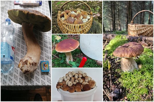 Po liūčių lietuviai iš miškų tempia pilnus krepšius grybų: kai kurių dydis stulbina