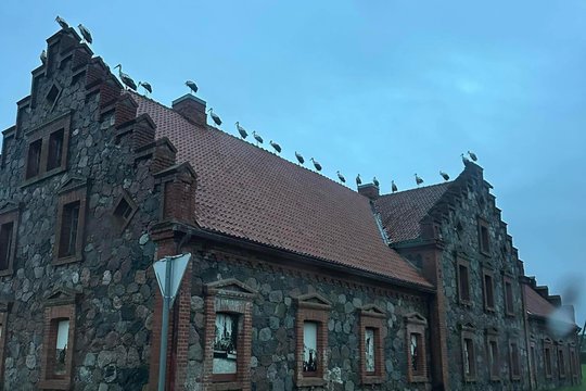 Nuotrauka iš Rokiškio sprogdina internetą: ar suskaičiuosite, kiek čia gandrų?  