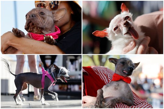 Išrinktas Bjauriausias pasaulio šuo: parodė ir konkurentus 