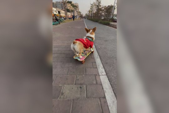 Šiam šuniukui nestinga įgūdžių: pažiūrėkite, kokią transporto priemonę jis yra įvaldęs