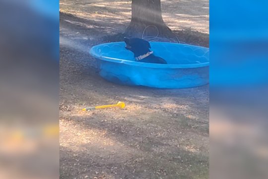 Karštą vasaros dieną atgaivina ir spalva: šiam šuniukui nė vandens baseine nereikia