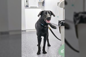 Jaunas 22 kg sveriantis gražuolis laukia išrinktųjų, kurie jo neišduos ir blogiausiomis dienomis