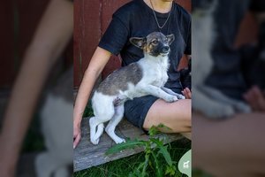 3 mėn. nedrąsi, bet žmones labai mylinti mergytė ieško namų: lydosi, kai paglostai