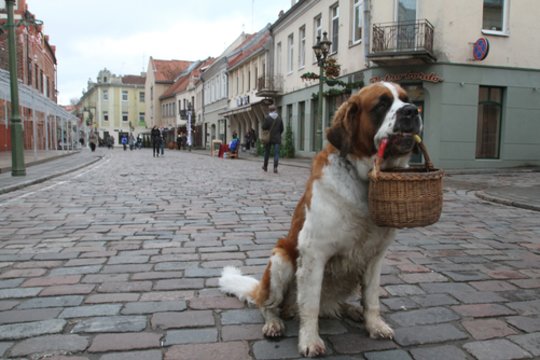 Kelis vaikus ir nemažai kačių išgelbėjusiai garsiajai Bitei svajoja pastatyti paminklą