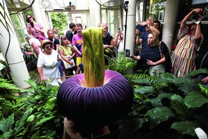 Pūvančios mėsos dvokas neatbaido minių turistų: skuba pasigrožėti itin unikaliu augalu