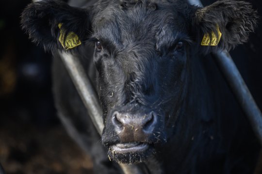 Svarbi žinia gyvulių augintojams – keičia mėšlo ir srutų tvarkymo reikalavimus