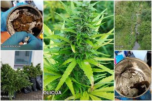 Ukmergės policija sučiupo du vyrus ir moterį, auginusius kanapes – buvo itin atsargūs, turėjo specifinių žinių