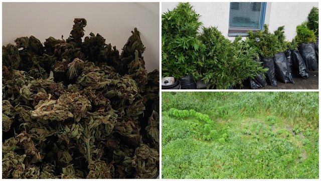 Atokiose miško vietovėse aptiko šimtus kanapių augalų: daugiabučio rūsyje buvo įrengę daiginimo laboratoriją