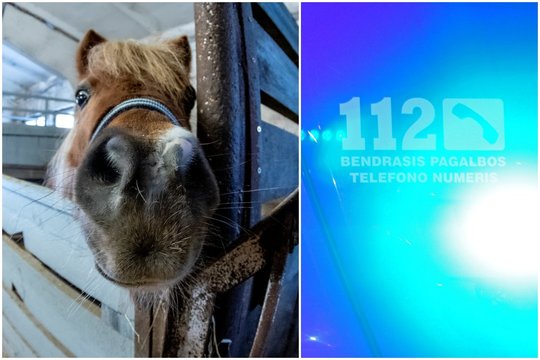 Dėl gaisro žirgyne ankstų rytą ant kojų buvo sukelti Pagėgių ugniagesiai