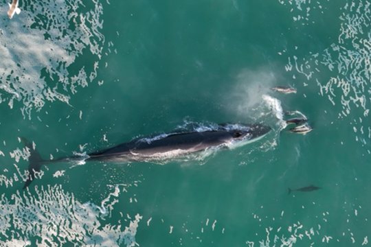 Tyrimo metu nustatyta, kad banginiai ir delfinai mėgsta žaismingai bendrauti vieni su kitais