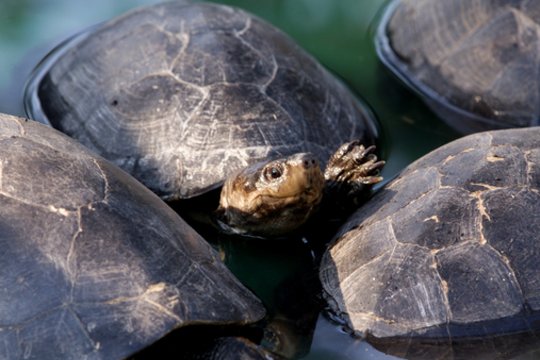 Kinijos pilietis JAV pripažino kaltę dėl saugomų vėžlių kontrabandos