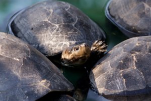 Kinijos pilietis JAV pripažino kaltę dėl saugomų vėžlių kontrabandos