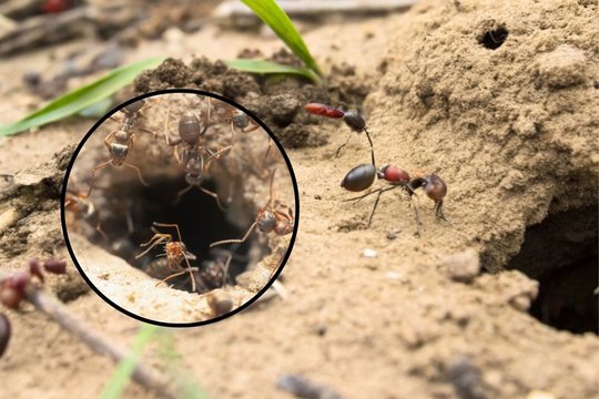 Tereikia vieno pigaus produkto ir skruzdėlės iš jūsų sklypo dings per 20 sekundžių