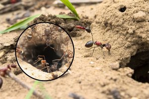 Tereikia vieno pigaus produkto ir skruzdėlės iš jūsų sklypo dings per 20 sekundžių