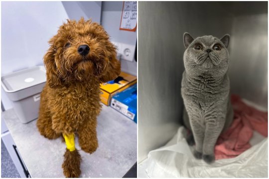 Kaip pasirūpinti senstančiais augintiniais: išsamus gidas šeimininkams