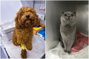 Kaip pasirūpinti senstančiais augintiniais: išsamus gidas šeimininkams