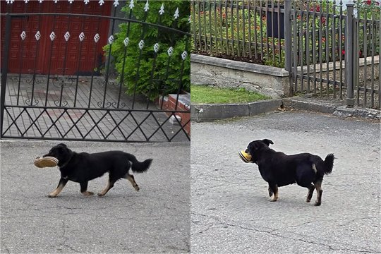 Kelmėje – komiškas vaizdas: „Batų teroristas vėl smogia!“