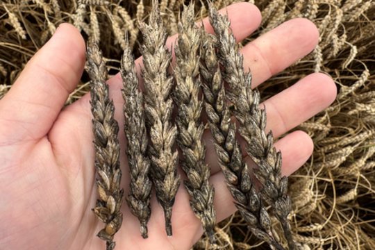 Dėl didelių liūčių Vyriausybė šalyje paskelbė ekstremaliąją situaciją