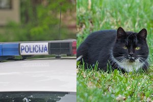Žiaurus išpuolis Vilniuje – apdegintas katinas rastas be galvos ir letenėlių: policija kreipiasi pagalbos