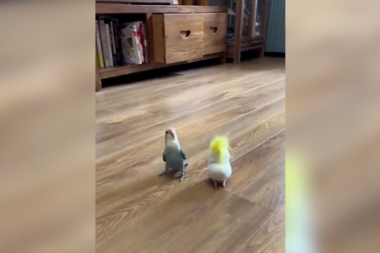 Pabandęs suvilioti paukštytę – stipriai nusivylė: supratęs, kas ne taip, iš gėdos pasislėpė