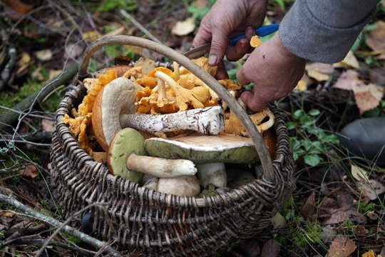 Skubantiems į miškus – priminimas: kaip rinkti grybus ir neužsidirbti baudos