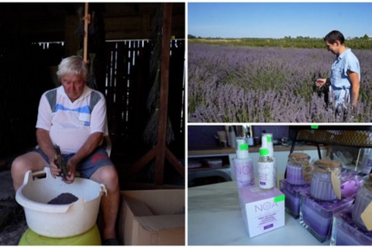 Lenkijoje levandų laukai nusidažė violetine spalva: ūkininkai kuo plačiau stengiasi išnaudoti augalą