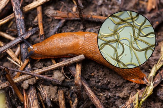 Oro uoste sulaikytas neįprastas krovinys: 30 milijonų parazitų turėjo gelbėti sodininkus nuo šliužų