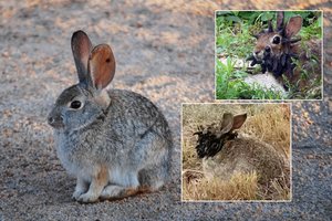 Amerikiečius sukrėtė kiškių mutantų vaizdai: ekspertai įspėja apie plintantį virusą