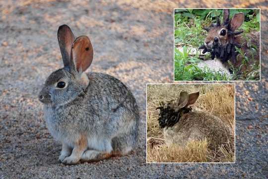 Amerikiečius sukrėtė kiškių mutantų vaizdai: ekspertai įspėja apie plintantį virusą