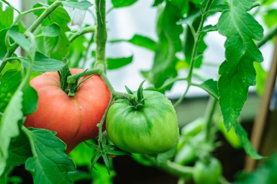Padarykite tai rugpjūčio mėnesį ir pomidorai sunoks akimirksniu: nustebsite