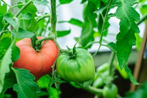 Padarykite tai rugpjūčio mėnesį ir pomidorai sunoks akimirksniu: nustebsite