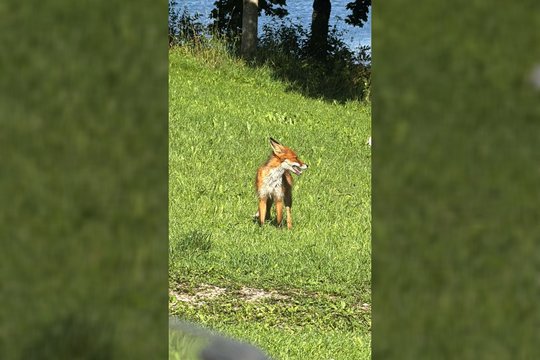 Kreipiasi į poilsiautojus: nemaitinkite prie žmonių besišliejančios lapės