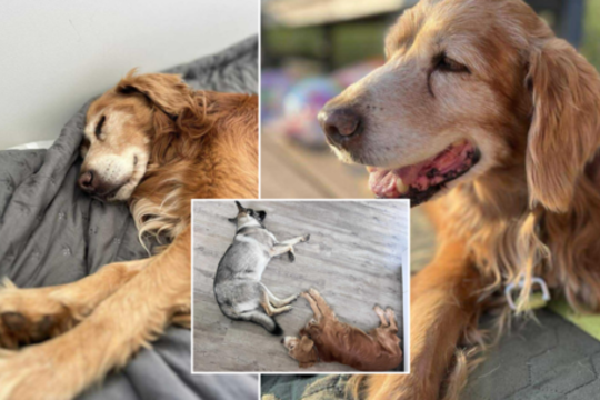 Parodė, kaip gyvena išgelbėtas Gausas: užčiuopė nerimą keliantį darinį