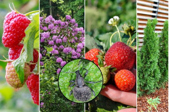 Į lietuvių sodus įsisuko naujas kenkėjas: lervos graužia šaknis, o suaugėliai – lapus