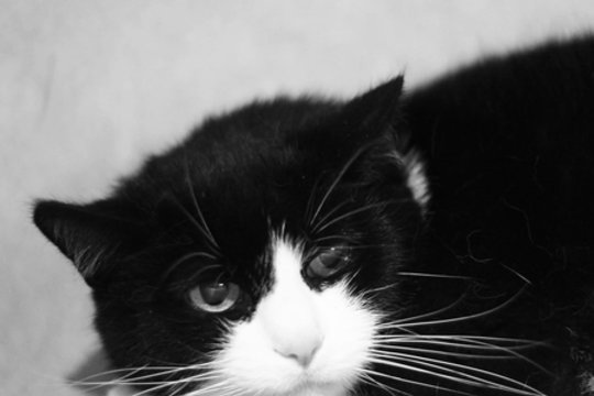 Senų augintinių atsikratantiems šeimininkams pasiuntė griežtą žinią: „Niekas neturi to patirti“