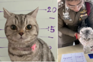 Išgelbėta katytė dėkingumo neparodė – policininkas pareiškė „kaltinimus“