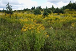 Šį ryškiai žydintį krūmą ragina naikinti be gailesčio: pasisodinus gresia bauda