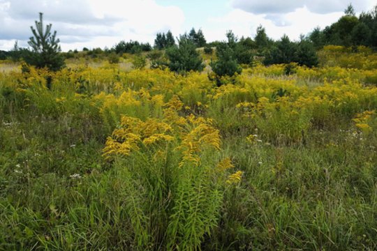 Šį ryškiai žydintį krūmą ragina naikinti be gailesčio: pasisodinus gresia bauda