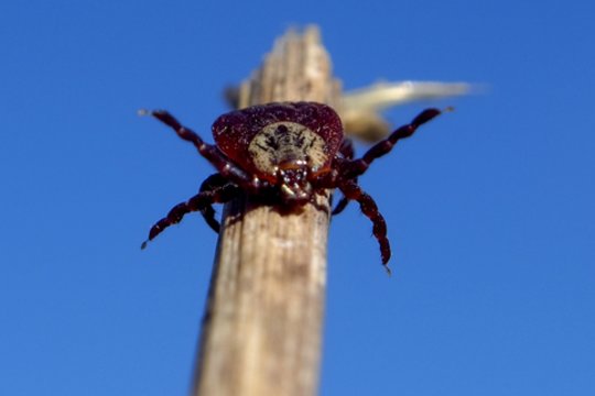 Nemokami testai vilniečiams: pasitikrinkite, ar nesergate Laimo liga