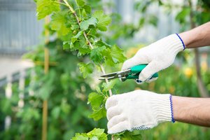 Šiuos medžius ir krūmus būtina genėti jau dabar: kitaip – neišgyvens žiemos, o derlius bus prastas